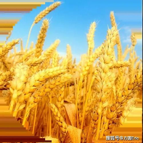 良好農業(yè)規(guī)范（GAP）與初級農產(chǎn)品 定義、核心與實踐意義